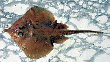 Leucoraja melitensis_06.jpg